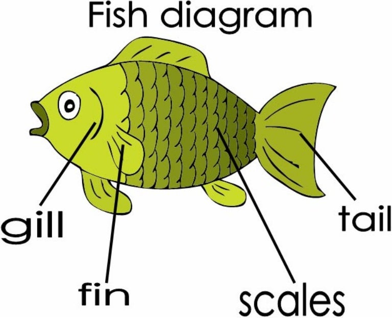 Английские слова рыба. Части рыбы. Части тела рыбы. Части рыбы на английском языке. Части рыбы для детей.