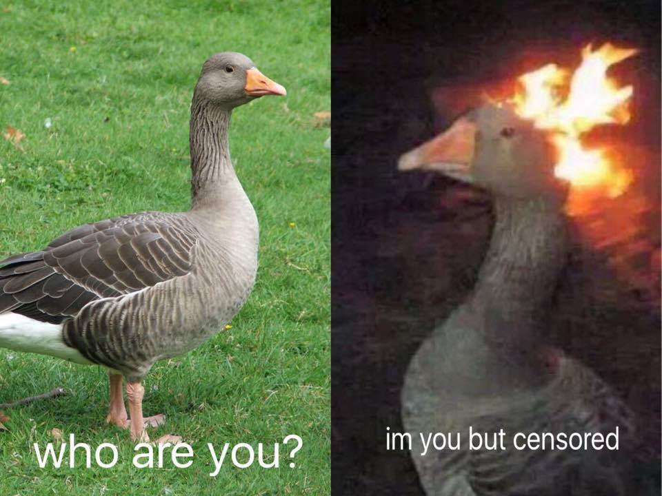 Geese vs ducks difference