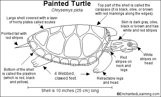 Things that rhyme with turtle