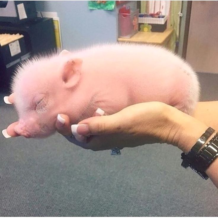First little pig