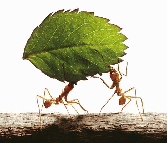 About ants for kids