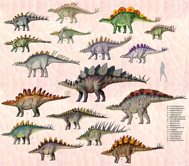 What did stegosaurus eat