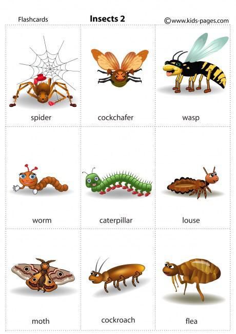 Short stories on insects