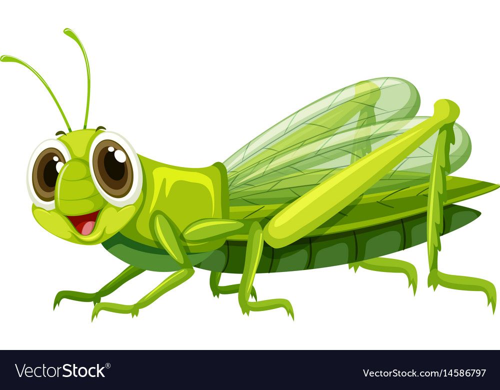 Do grasshoppers have stingers